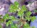 Sun Spurge